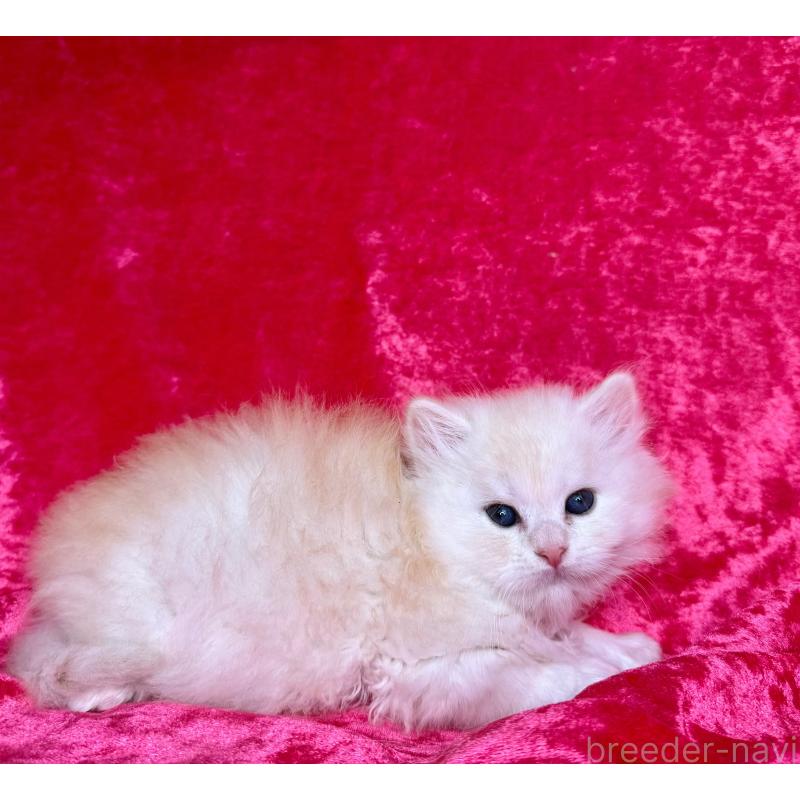 販売中の千葉県のサイベリアン-130326の7枚目