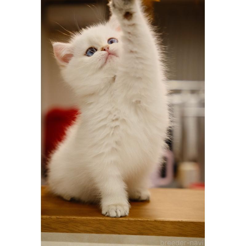 販売中の広島県のブリティッシュショートヘア-129775