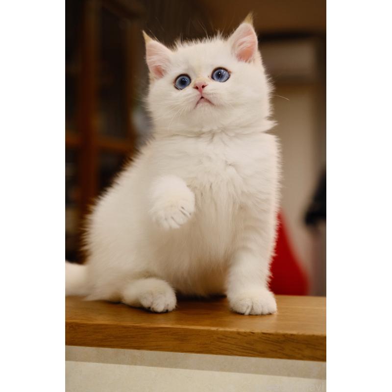 販売中の広島県のブリティッシュショートヘア-130739