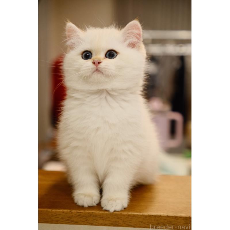 販売中の広島県のブリティッシュショートヘア-129787