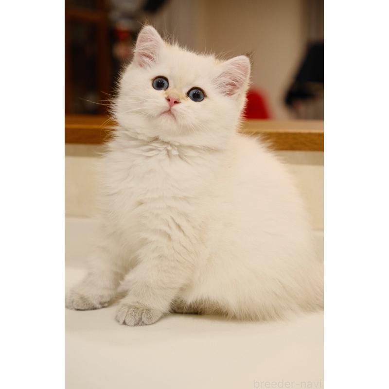 販売中の広島県のブリティッシュショートヘア-129783の7枚目