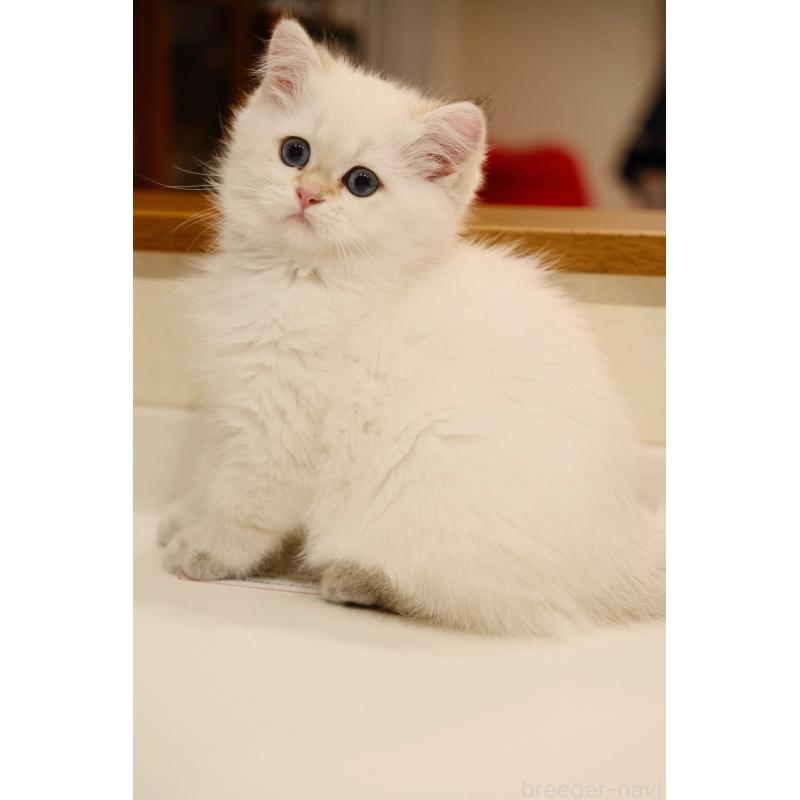 販売中の広島県のブリティッシュショートヘア-129783の6枚目