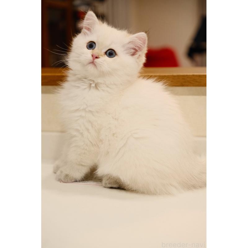 販売中の広島県のブリティッシュショートヘア-129783の5枚目