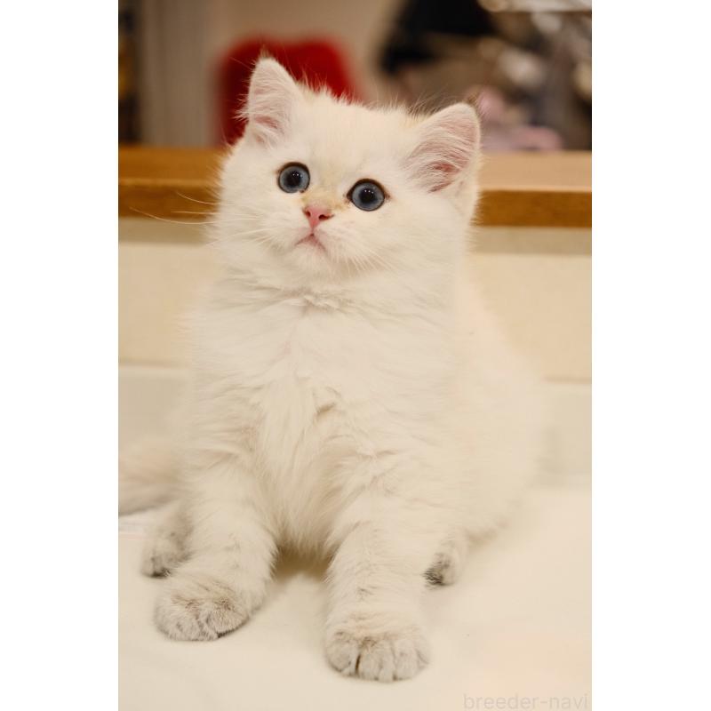 販売中の広島県のブリティッシュショートヘア-129783