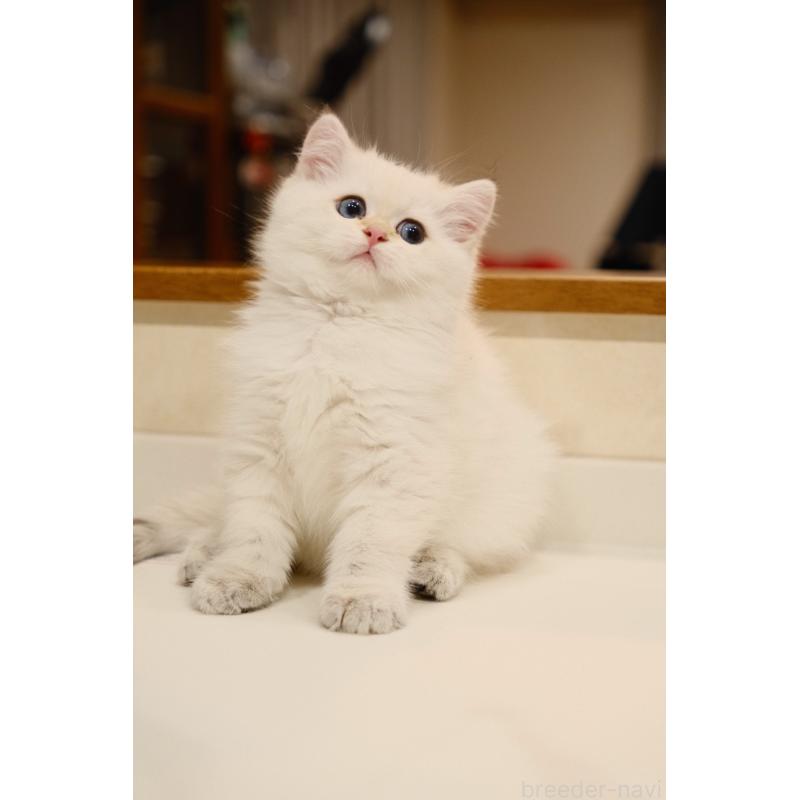 販売中の広島県のブリティッシュショートヘア-129783の4枚目