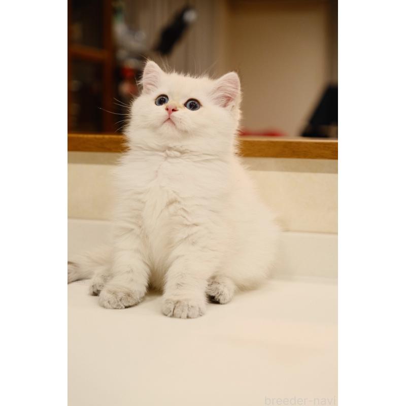 販売中の広島県のブリティッシュショートヘア-129783の3枚目