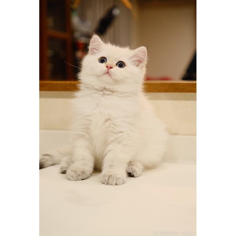 販売中の広島県のブリティッシュショートヘア-129783の2枚目