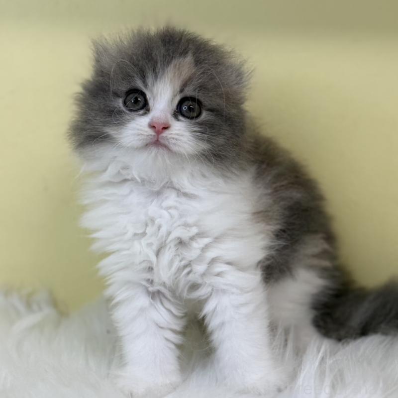 販売中の埼玉県のスコティッシュフォールド(折れ耳)-130195