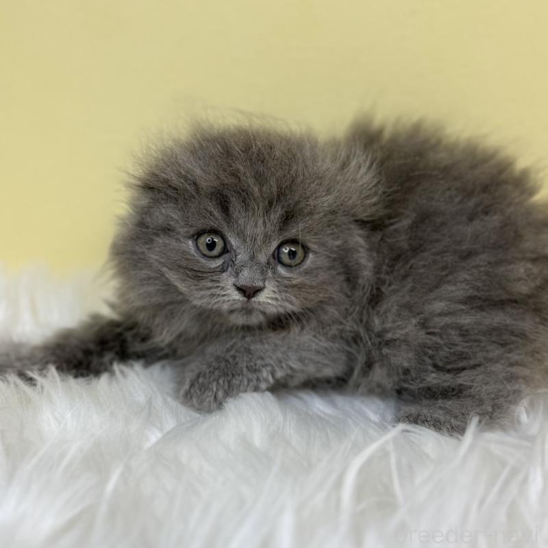 販売中の埼玉県のスコティッシュフォールド(折れ耳)-130197