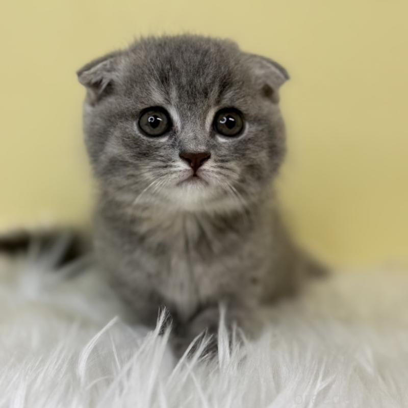 販売中の埼玉県のスコティッシュフォールド(折れ耳)-130198の1枚目