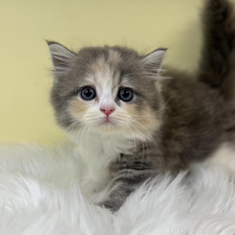 販売中の埼玉県のサイベリアン-130200