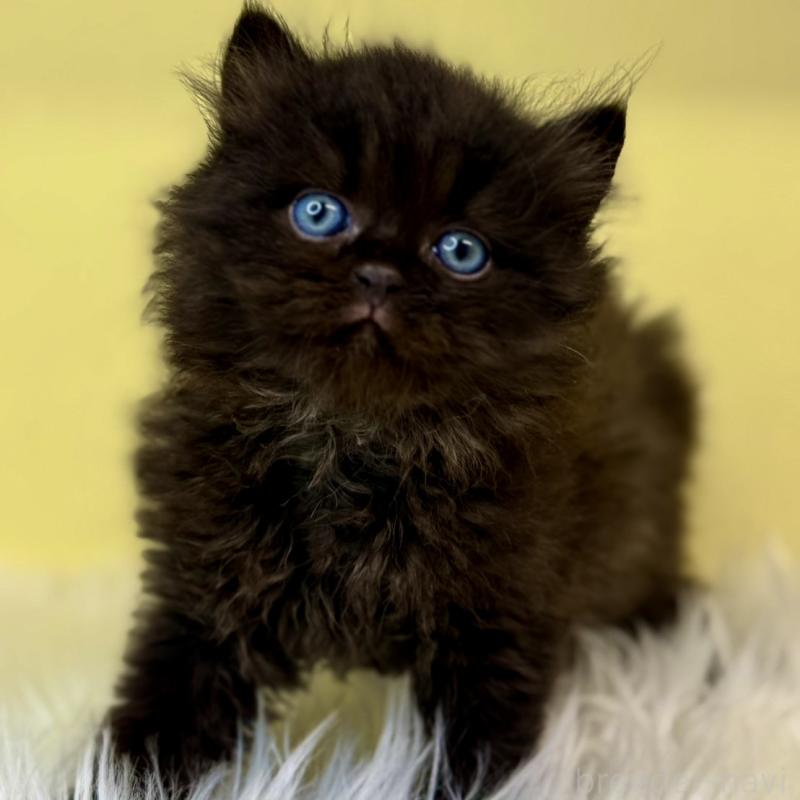 販売中の埼玉県のサイベリアン-129927