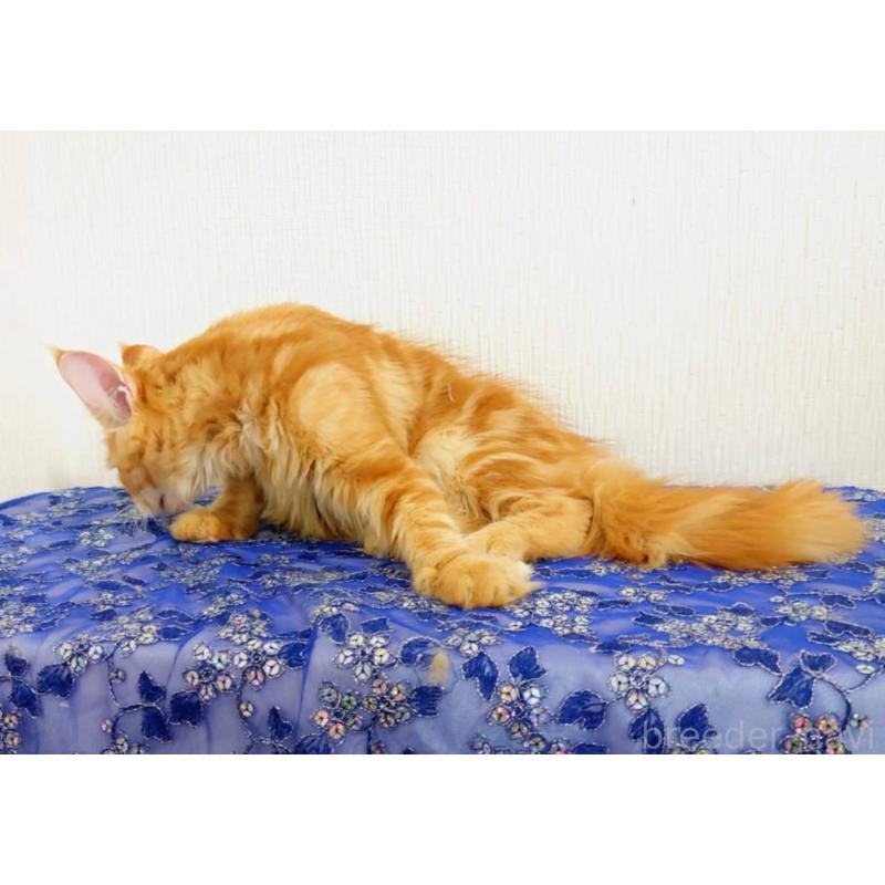 販売中の大阪府のメインクーン-128638の2枚目