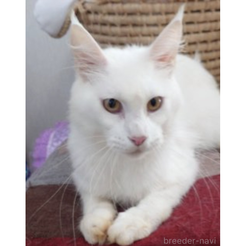 小雪ちゃん1枚目