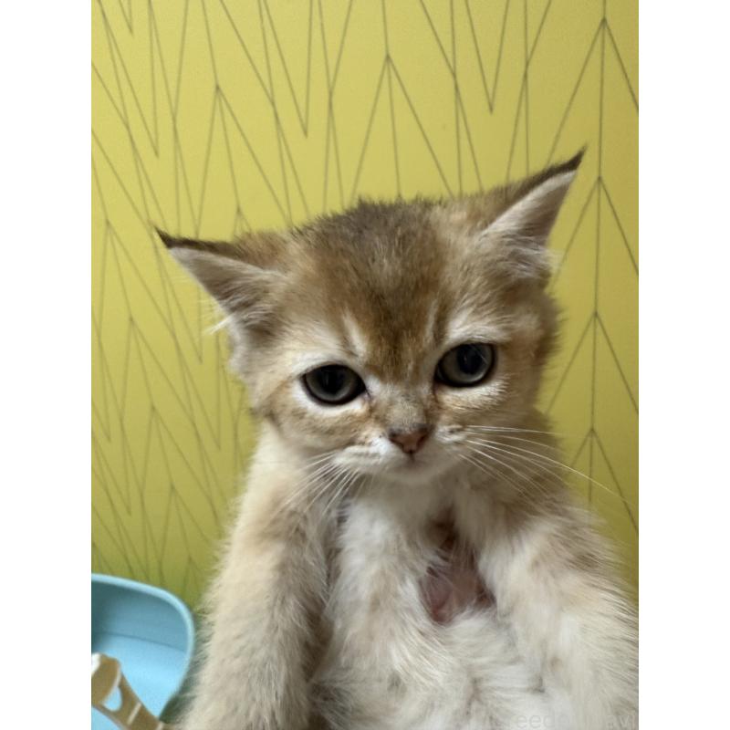 販売中の大阪府のブリティッシュショートヘア-128030の3枚目