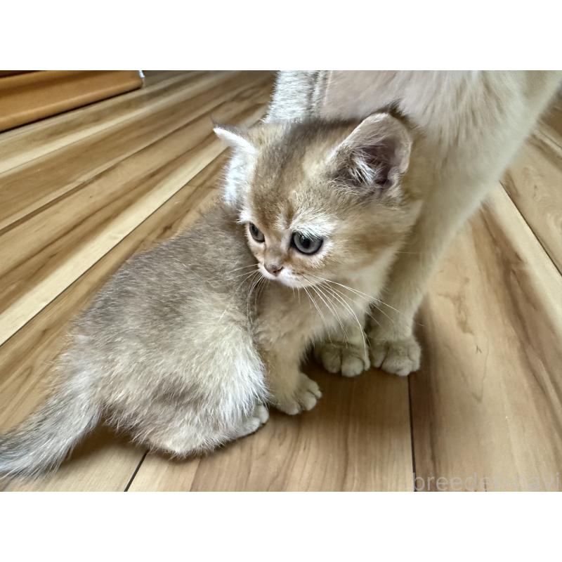 販売中の大阪府のブリティッシュショートヘア-128030の2枚目