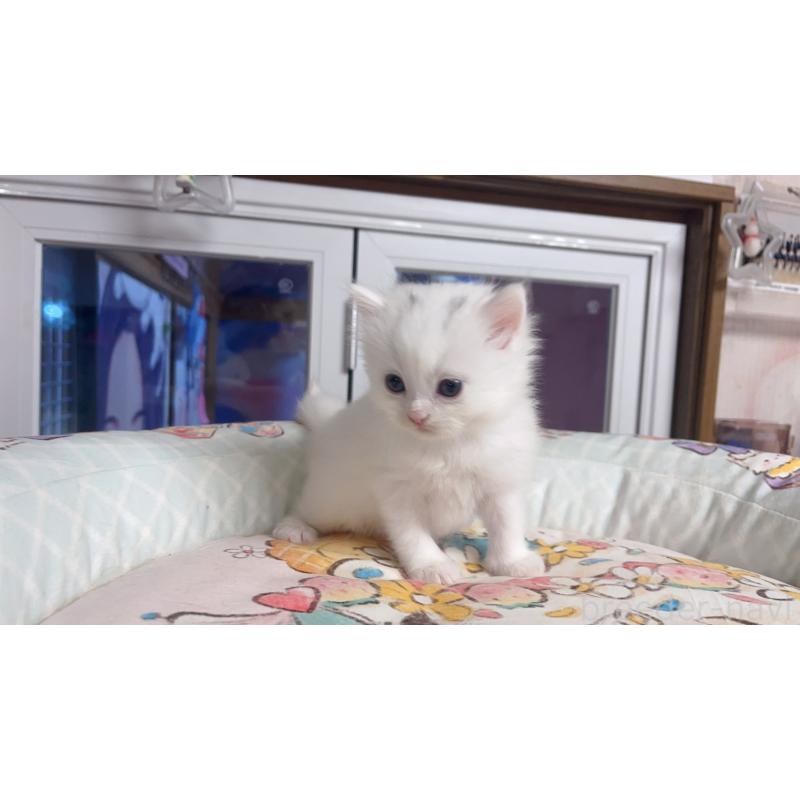 販売中の千葉県のミヌエット-131026の4枚目