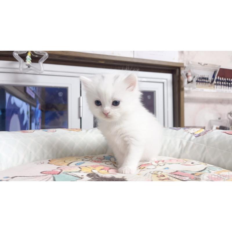 販売中の千葉県のミヌエット-131026の5枚目