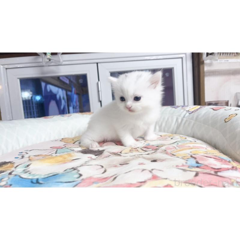 販売中の千葉県のミヌエット-131026の3枚目