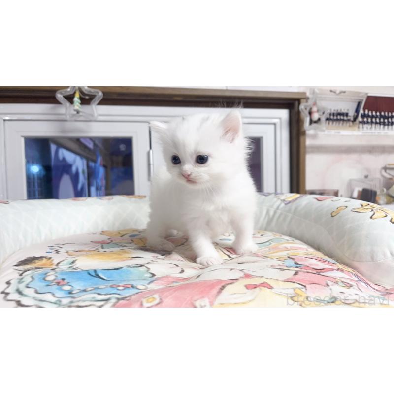 販売中の千葉県のミヌエット-131026の2枚目