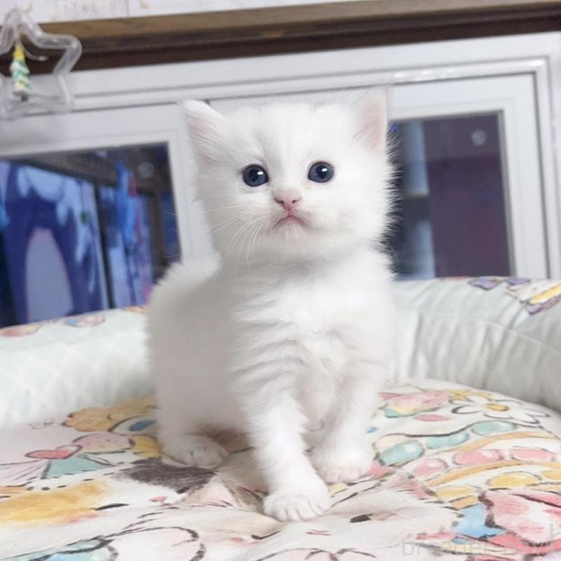 販売中の千葉県のミヌエット-131026の1枚目