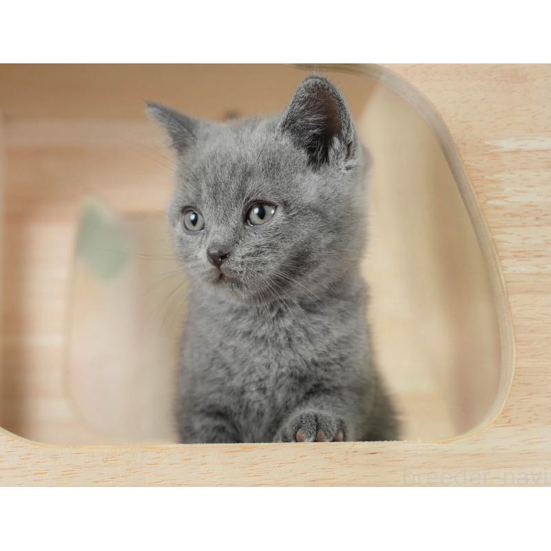 販売中の神奈川県のブリティッシュショートヘア-131147の7枚目