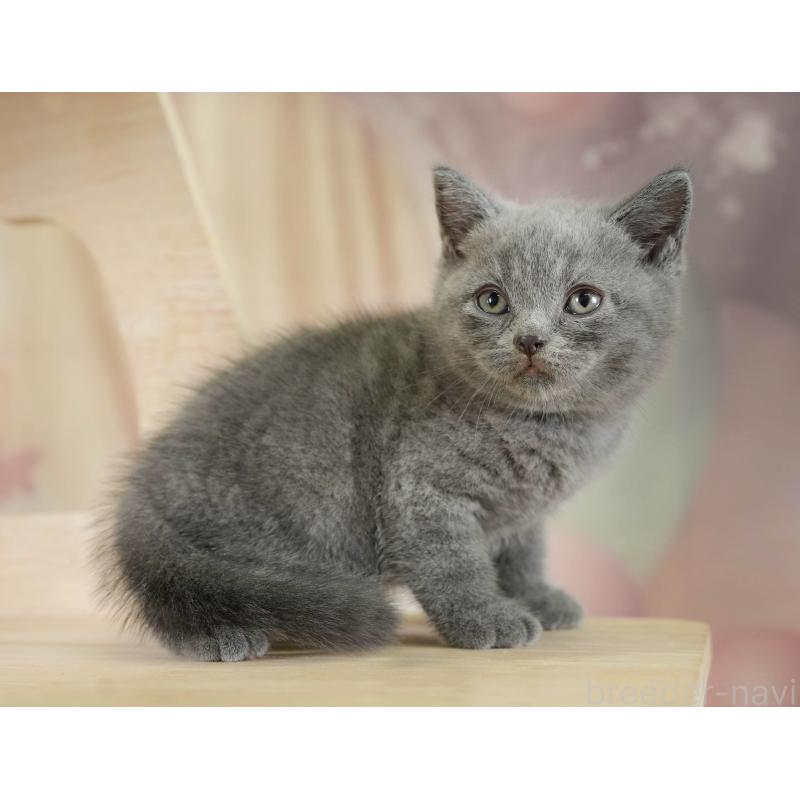 販売中の神奈川県のブリティッシュショートヘア-131147の6枚目