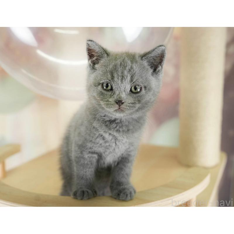 販売中の神奈川県のブリティッシュショートヘア-131147の5枚目