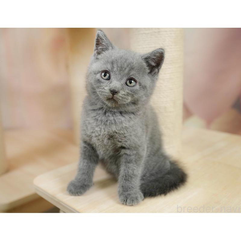 販売中の神奈川県のブリティッシュショートヘア-131147の4枚目