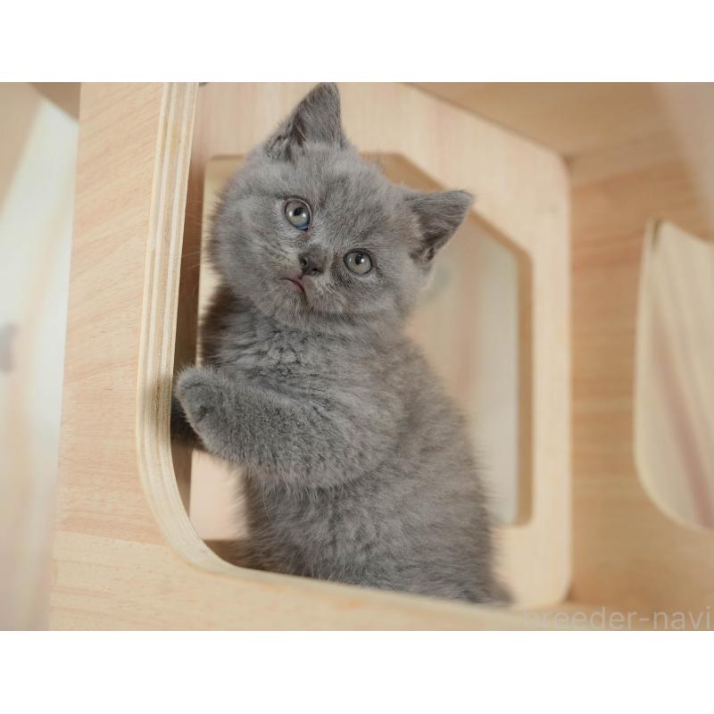 販売中の神奈川県のブリティッシュショートヘア-131148の9枚目