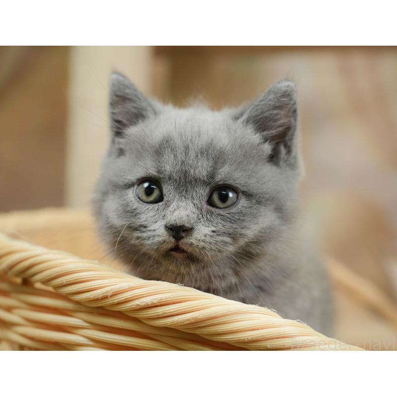 販売中の神奈川県のブリティッシュショートヘア-131148の8枚目