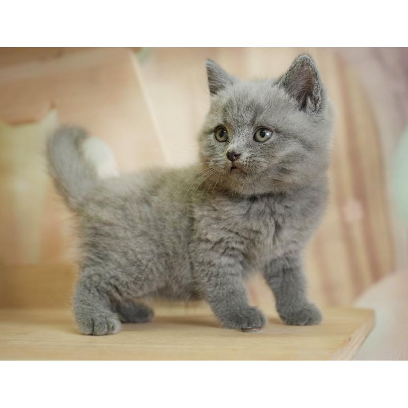 販売中の神奈川県のブリティッシュショートヘア-131148の7枚目