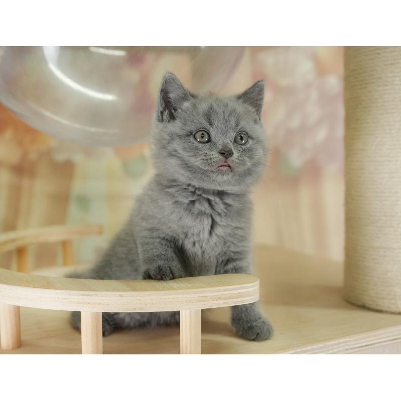 販売中の神奈川県のブリティッシュショートヘア-131148の4枚目