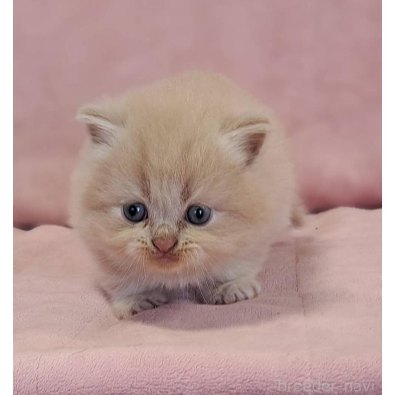 販売中の茨城県のミヌエット-131027の5枚目