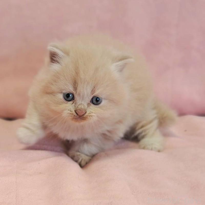 販売中の茨城県のミヌエット-131027の4枚目