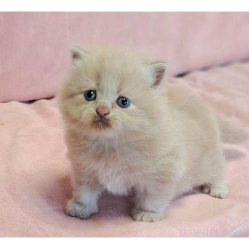 販売中の茨城県のミヌエット-131027の3枚目