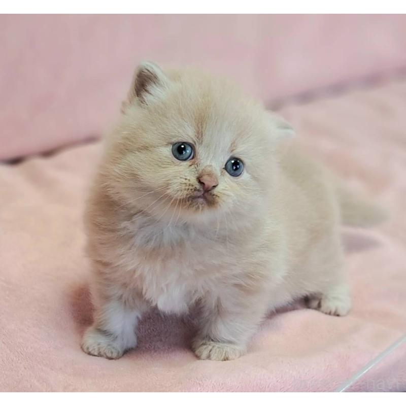 販売中の茨城県のミヌエット-131027の2枚目