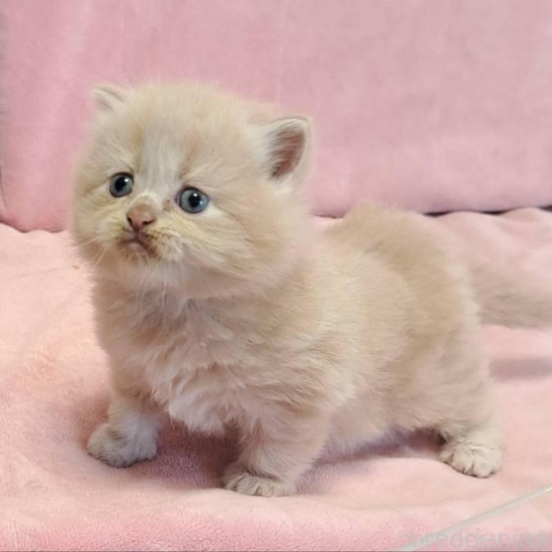 販売中の茨城県のミヌエット-131027の1枚目