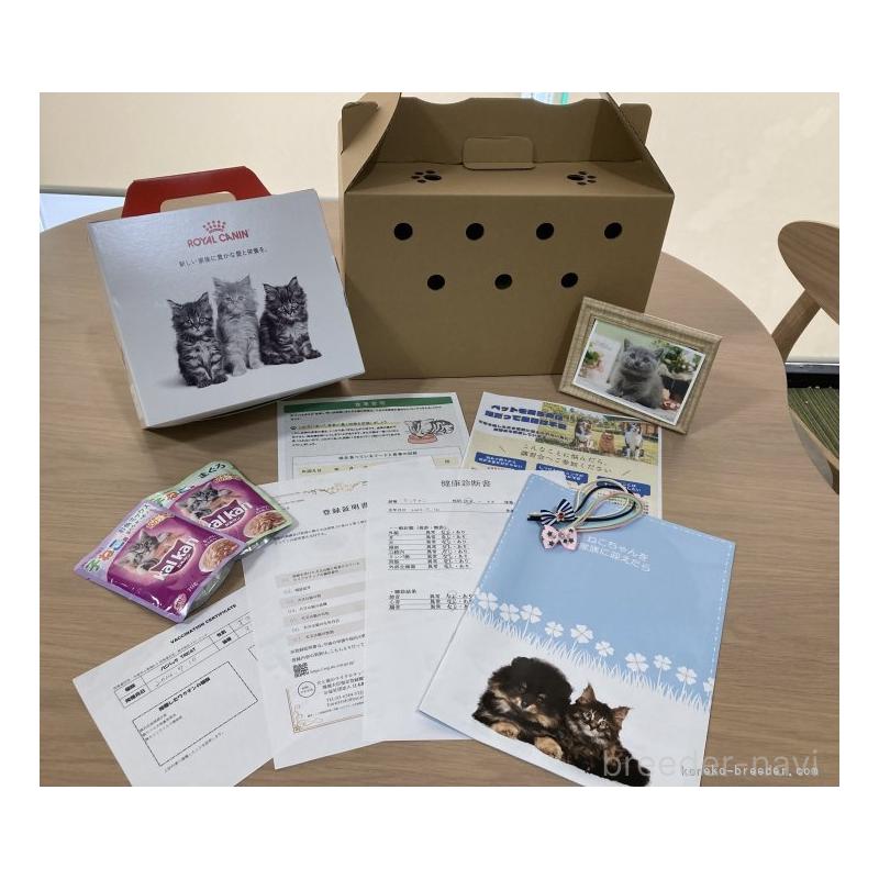 販売中の神奈川県のノルウェージャンフォレストキャット-131151の16枚目