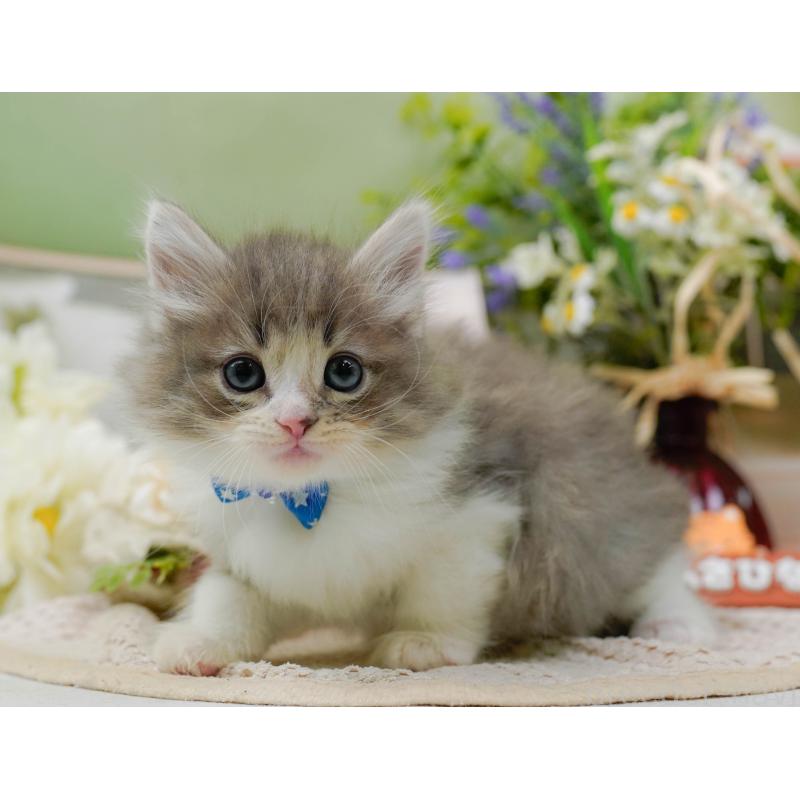 販売中の神奈川県のノルウェージャンフォレストキャット-131151の14枚目