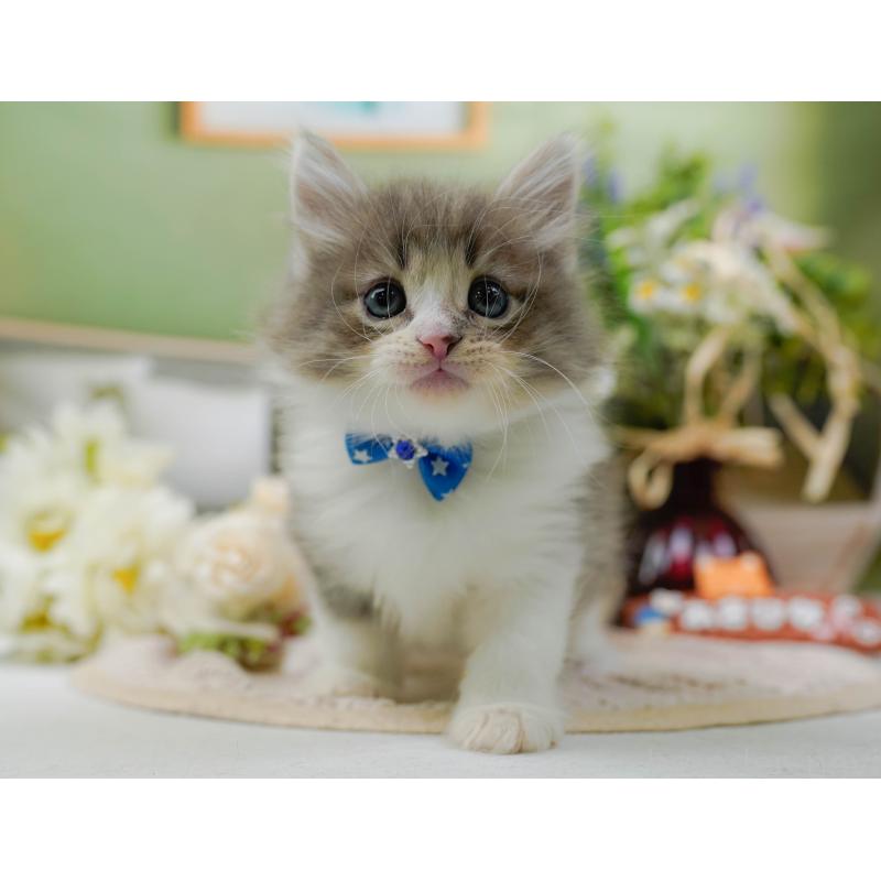 販売中の神奈川県のノルウェージャンフォレストキャット-131151の12枚目