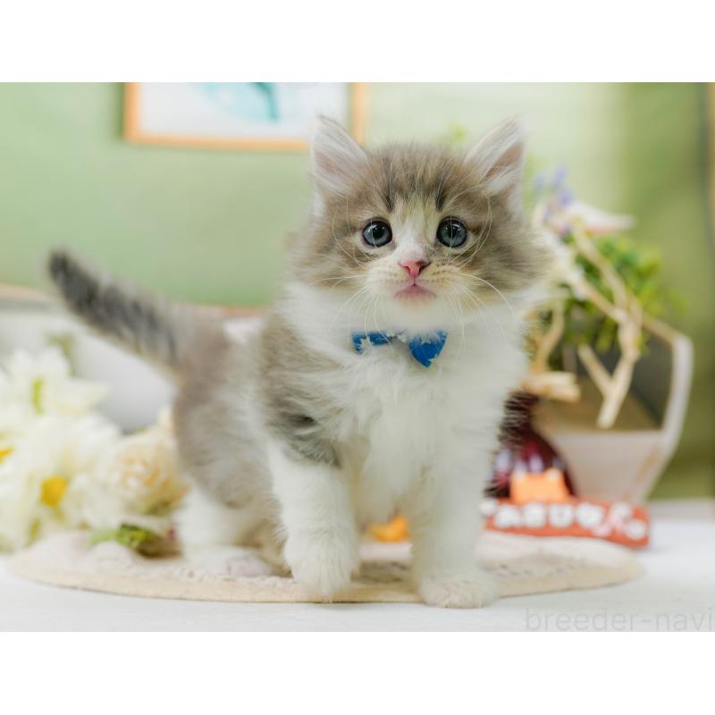 販売中の神奈川県のノルウェージャンフォレストキャット-131151の11枚目