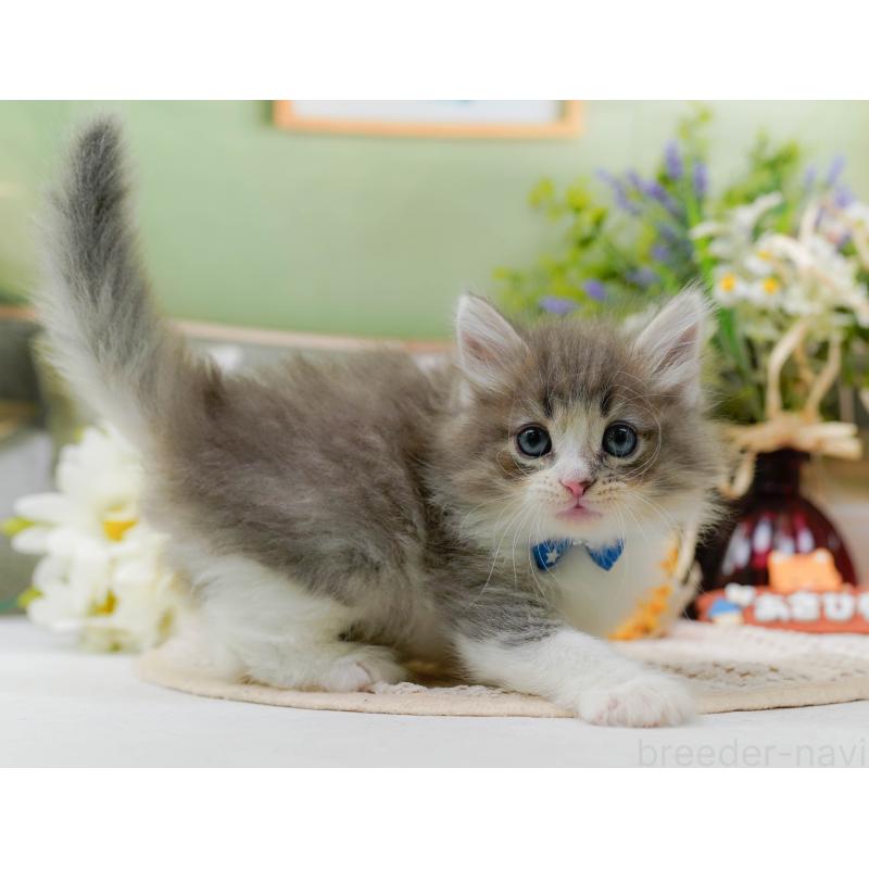 販売中の神奈川県のノルウェージャンフォレストキャット-131151の10枚目