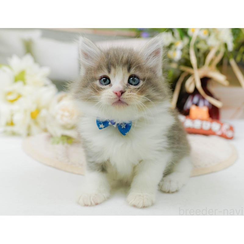 販売中の神奈川県のノルウェージャンフォレストキャット-131151の9枚目