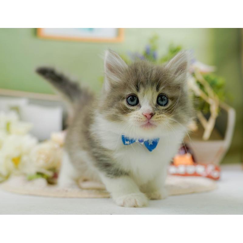 販売中の神奈川県のノルウェージャンフォレストキャット-131151の8枚目