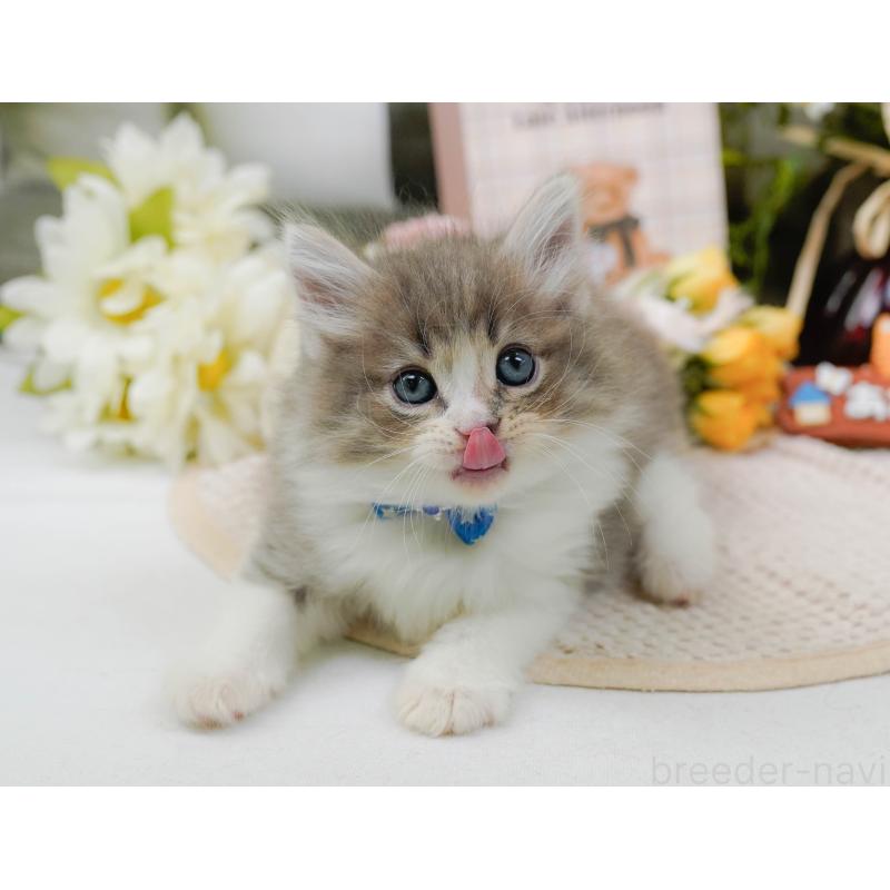 販売中の神奈川県のノルウェージャンフォレストキャット-131151の6枚目