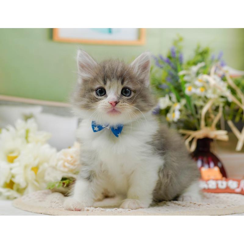 販売中の神奈川県のノルウェージャンフォレストキャット-131151の5枚目