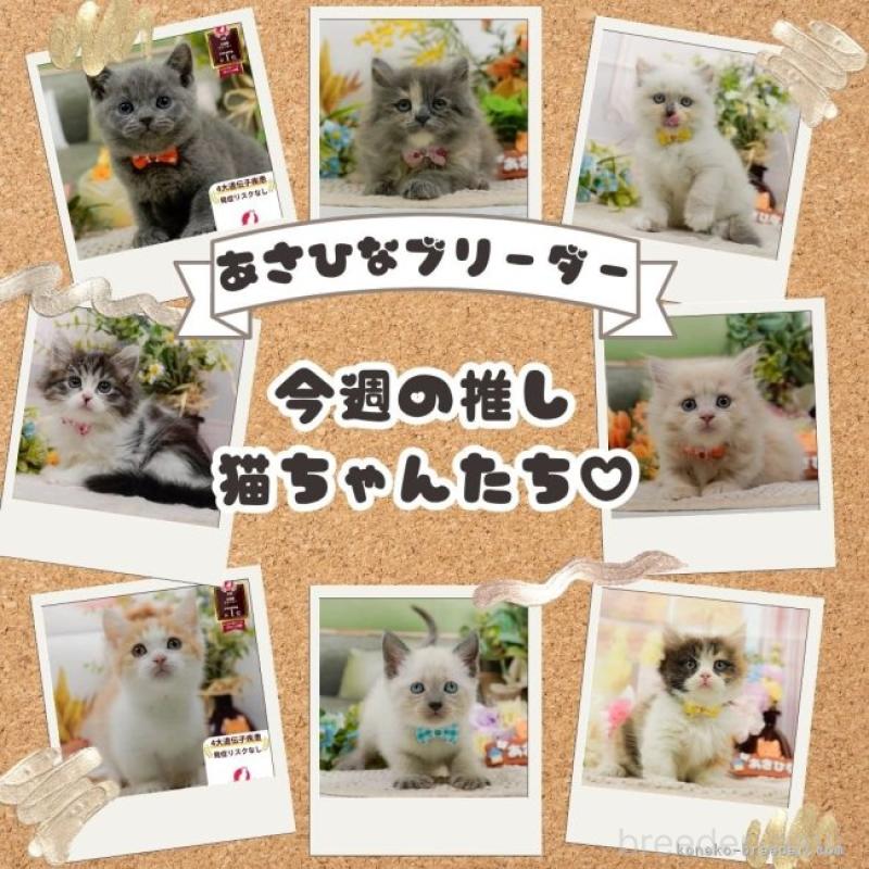 販売中の神奈川県のノルウェージャンフォレストキャット-131153の22枚目