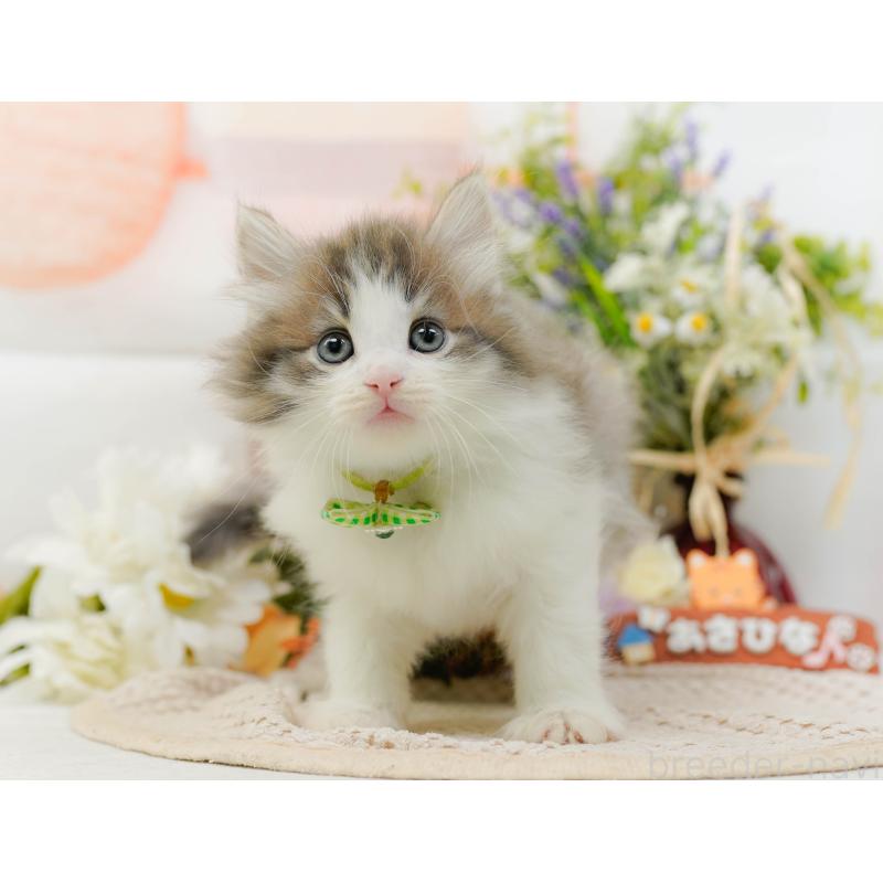 販売中の神奈川県のノルウェージャンフォレストキャット-131153の12枚目