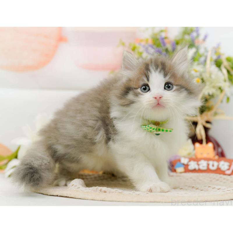 販売中の神奈川県のノルウェージャンフォレストキャット-131153の11枚目